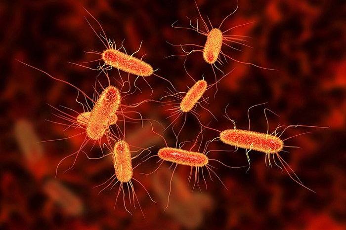 Cùng tìm hiểu những cách phòng chống nhiễm khuẩn E coli