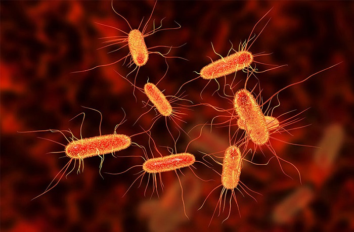 phong-chong-nhiem-khuan-e-coli